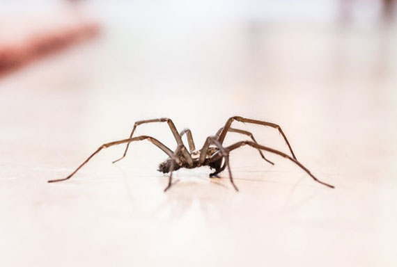 House Spiders Brown